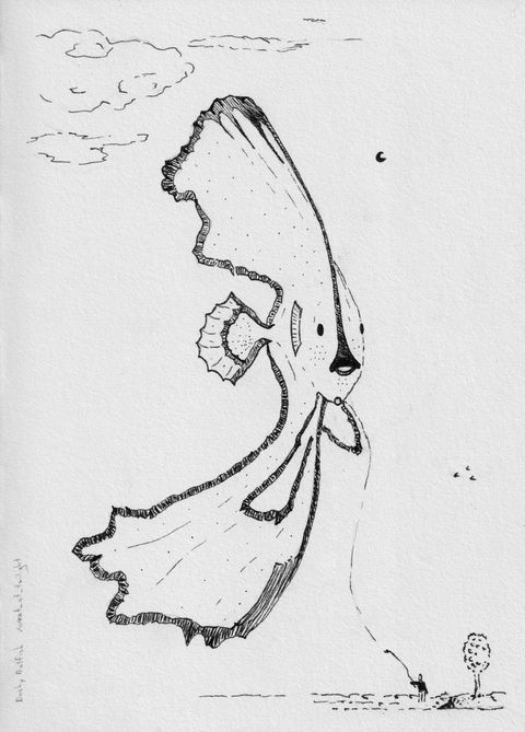 A Dusky Batfish A Dusky Batfish