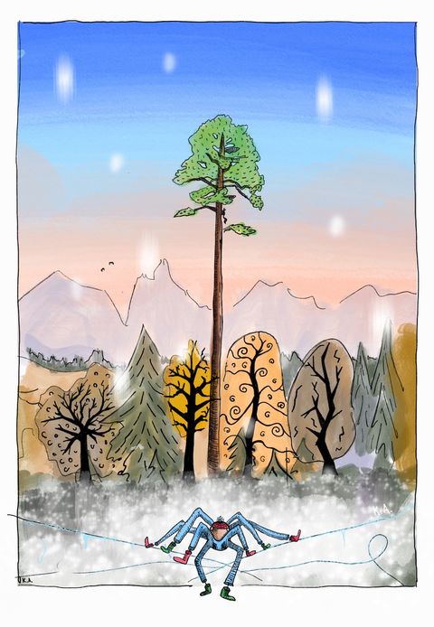 In the snow, the spider sees the tallest pine in the forest
